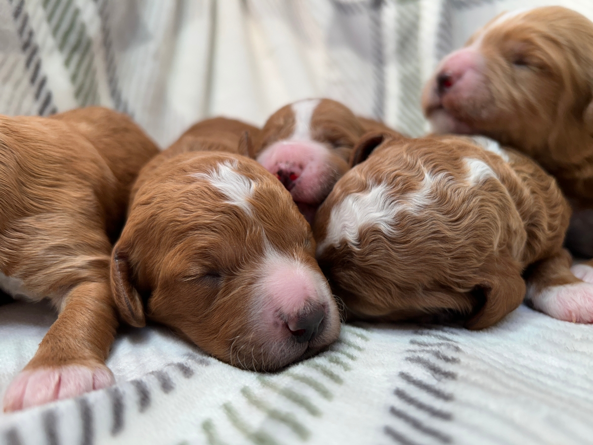Three Females and Two Males, Cockapoo Puppies for Sale